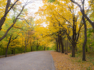 Road in the Mount-royal park, Montreal, Canada