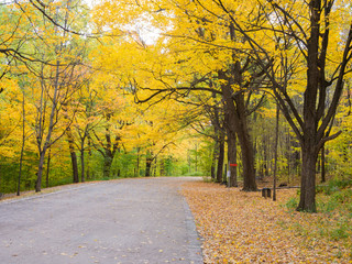 Fototapeta na wymiar Road in the Mount-royal park, Montreal, Canada