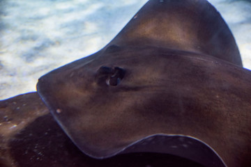stingray