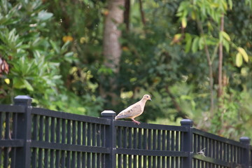 Mourning doves perched on black metal fence on garden path. 