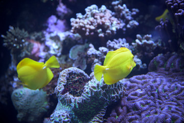 coral fish