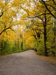 Road in the Mount-royal park, Montreal, Canada