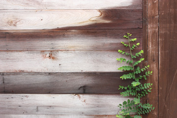 wood wall and plant