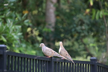 Mourning doves perched on black metal fence on garden path. 