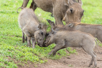 baby warthogs fighting