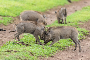 warthogs fighting