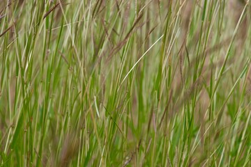 Obraz premium dry grass