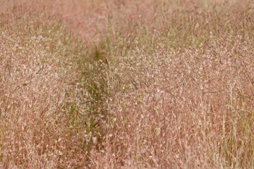 dry grass