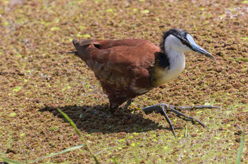 african bird