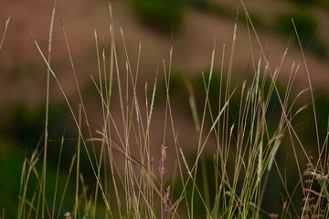 dry grass