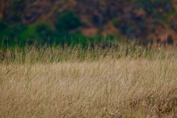 dry grass