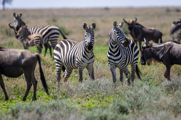 Fototapeta na wymiar wildebeest and zebras grazing
