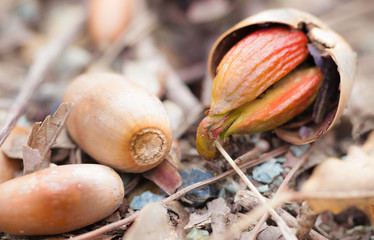 Acorn sprouted