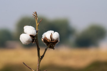 The cotton crop in the south Asia