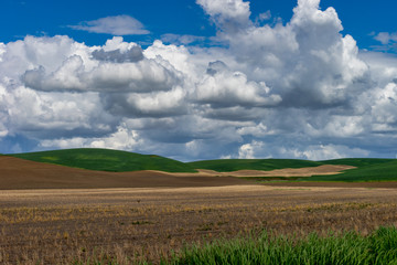 green field and blue sky