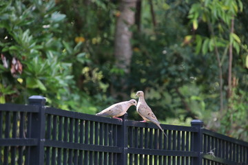 Mourning doves perched on black metal fence on garden path. 