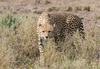 Fototapeta na wymiar cheetah in grass