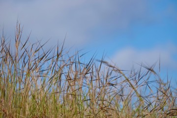 dry grass