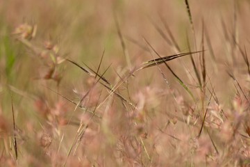 dry grass