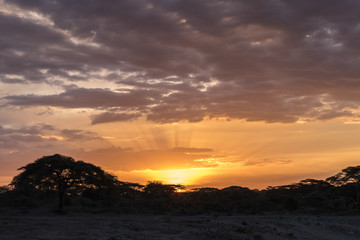 sunset in the serengeti
