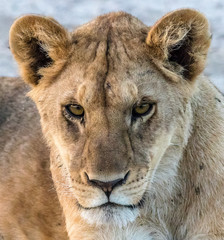 portrait of a lion