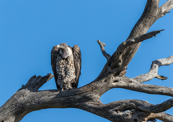 vulture on a branch