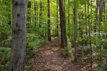 Forest Path