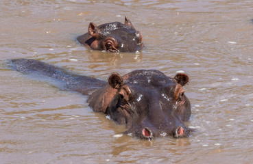 hippos in water