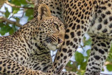 leopards in love