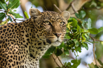 portrait of a leopard