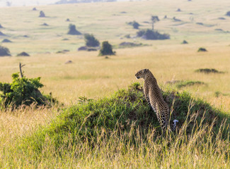 leopard overlooking the savannah