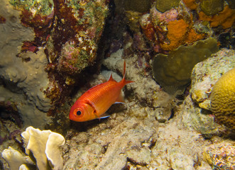 Obraz na płótnie Canvas blackbar soldierfish