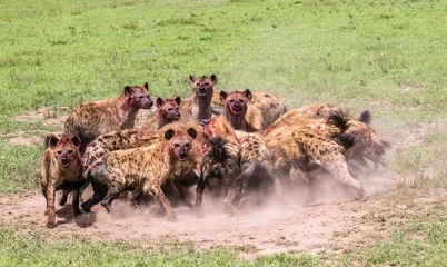 Fotobehang Hyena kudde hyena& 39 s