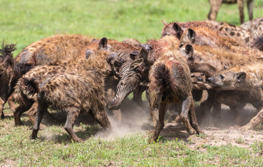 hyenas