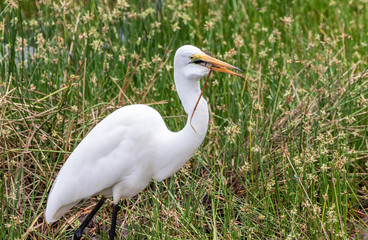 bird in grass