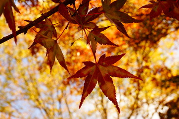 紅葉