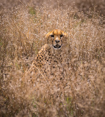 cheetah in grass