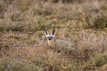 fox in field