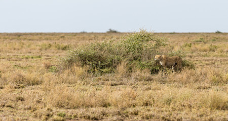 Fototapeta na wymiar cheetah in field