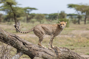 cheetah on branch