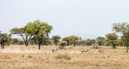 Fototapeta na wymiar Zebras running across landscape