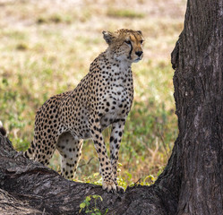 cheetah in tree