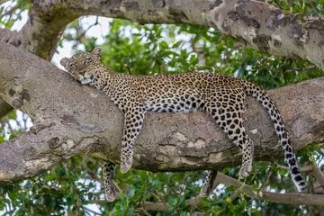 Abwaschbare Fototapete Leopard schlafender Leopard