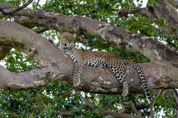 leopard in tree