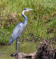 heron in water