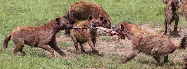 Acrylic prints Hyena hyenas fighting over zebra leg