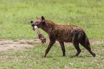 Acrylic prints Hyena hyena with bone