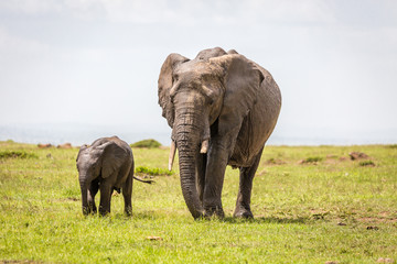 Fototapeta na wymiar Mother and baby elephants