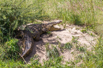crocodile in grass