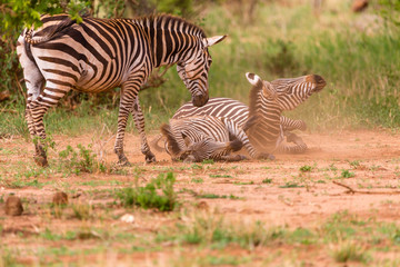 Fototapeta na wymiar zebras playing